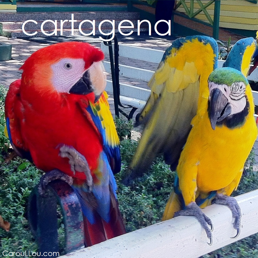CarouLLou.com Carou LLou in Cartagena Columbia parrots+