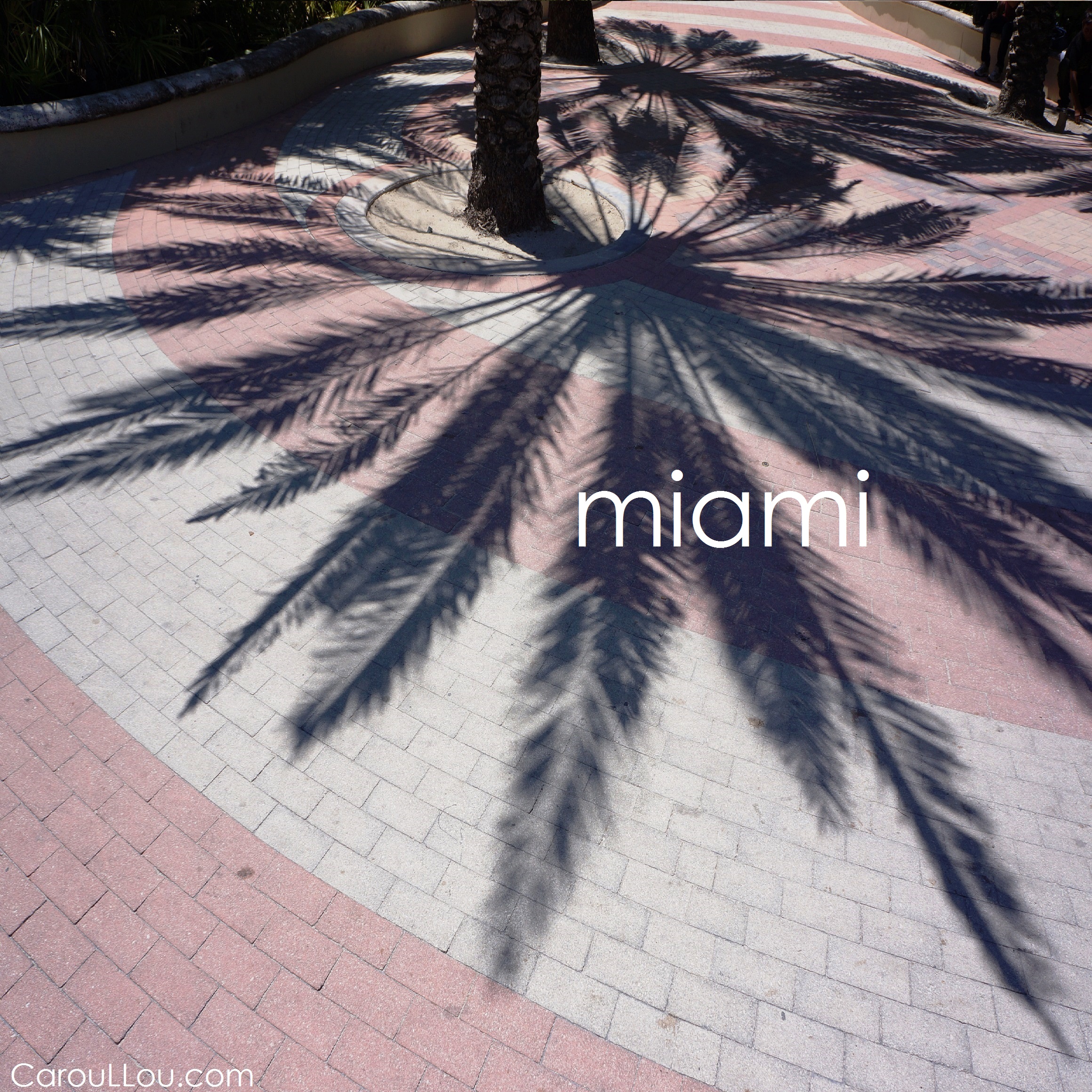 CarouLLou.com Carou LLou in Miami South Beach palm shadow +-