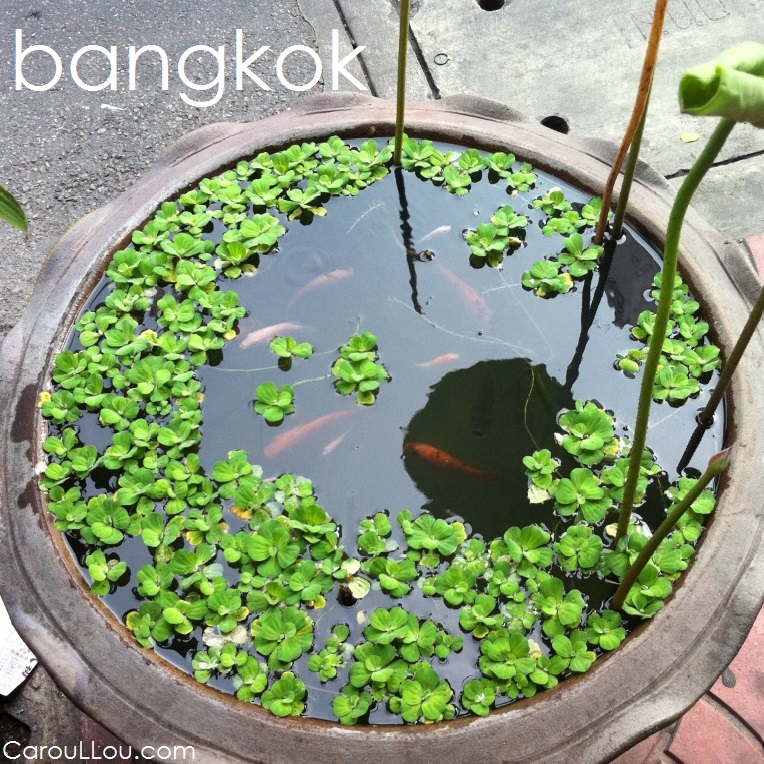 CarouLLou.com CarouLLou in Bangkok Thailand red fish t+-